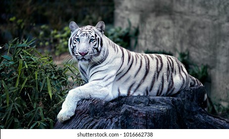 Beautiful White Tiger Blue Eyes Lies Stock Photo 1016662738 | Shutterstock