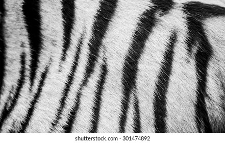 beautiful white tiger fur - colorful texture 