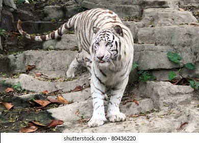 3,230 Chinese white tiger Stock Photos, Images & Photography | Shutterstock