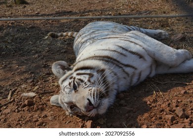 Beautiful White Tiger Laying Down 