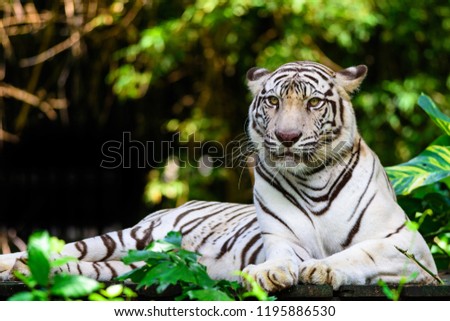 The Beautiful White Tiger resting and looking in Dusit zoo, Bangkok, Thailand.