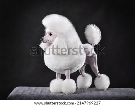 Beautiful white toy poodle in continental clip standing on black background