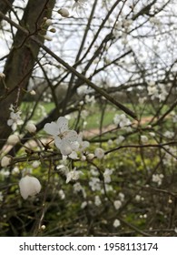 Beautiful White Tree Flower, Slough, UK