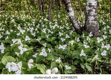 Beautiful white trillium wildflowers blooming on a spring afternoon in the woods near Taylors Falls, Minnesota.