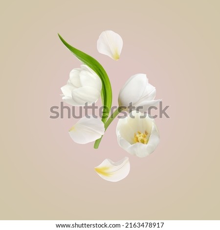 Beautiful white tulips flying on beige background