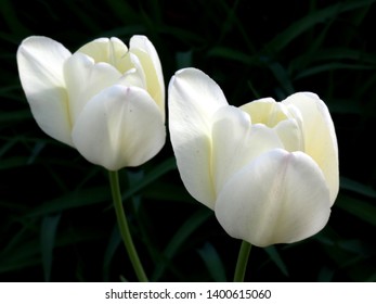 Beautiful White Tulips In A Laurel, Maryland Garden.