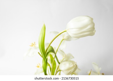 Beautiful White Tulips On The White Background. Ikebana Arrangement, Eco Trends. For Easter Decoration At Home.