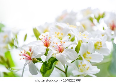 Beautiful white tung flower blooms in spring（tung tree flower）
