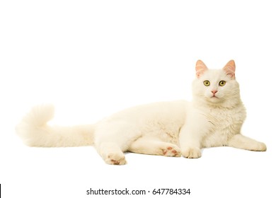 Beautiful White Turkish Angora Cat Isolated In White