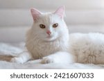 Beautiful white turkish van cat with brown eyes relaxing on the sofa