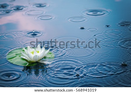 Beautiful white water lily (Nymphaéa álba) in a clear lake in the rain on deep blue surface