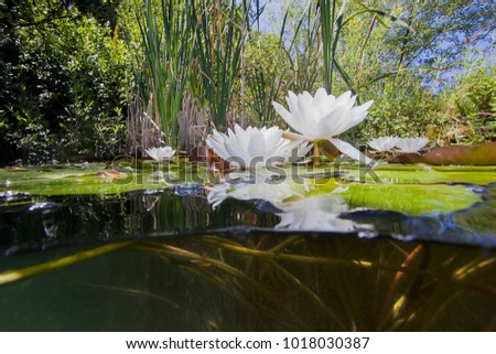 Beautiful white Water lily (nuphar lutea) in the clear pound. Underwater shot in the lake. Nature habitat. Underwater landscape.A stack of water lilys seen from underwater.