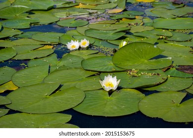 Beautiful white water lily in the pond on the background of dark leaves. The nymphaea and the leaves of the water lily are covered with water drops