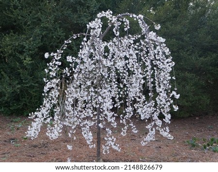 Beautiful white weeping cherry tree blooming in early Spring