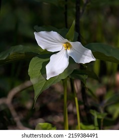 Beautiful White Wild Trillium Flower Stock Photo 2159384491 | Shutterstock