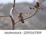 Beautiful white winged dove perched on dried agave flower stalk in high desert of Southern Arizona in Cochise County