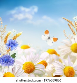 Beautiful white with yellow daisies and blue cornflowers with fluttering butterfly in summer in nature against background of blue sky with clouds. Concept bright cheerful warm sunny summer.