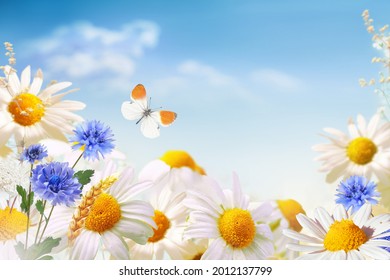 Beautiful white  yellow daisies and blue cornflowers with fluttering butterfly in summer in nature against background of blue sky with clouds, macro. Concept bright warm  summer nature.