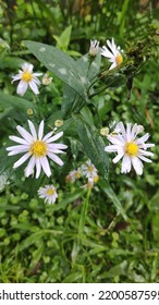 Beautiful White Yellow Flower Sun Look Alike