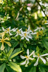 Beautiful White And Yellow Gardenia Flowers. Spring Bloom. Flowering Plants In The Coffee Family, Rubiaceae.