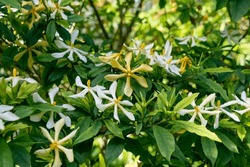 Beautiful White And Yellow Gardenia Flowers. Spring Bloom. Flowering Plants In The Coffee Family, Rubiaceae.
