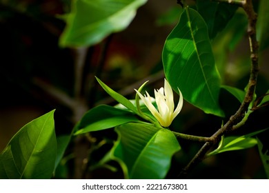 A Beautiful White Ylang Ylang In The Garden