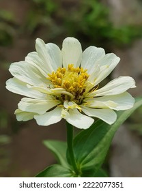 Beautiful White Zinnia In The Garden