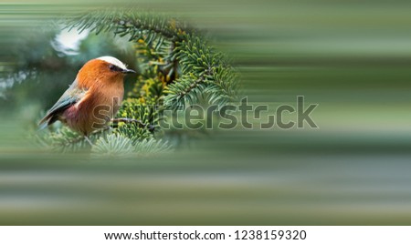 Similar – Great crested grebe displaying mating feathers on water