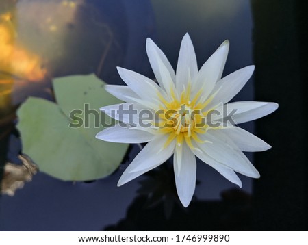 Beautiful whitecolor waterlily or lotus flower in pond