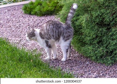 Beautiful White-gray Tabby Cat Marking Its Territory In The Garden And Spraying Pee On Thuja.Damage And Diseases Of Conifer Trees Caused By The Urine Of Animals.