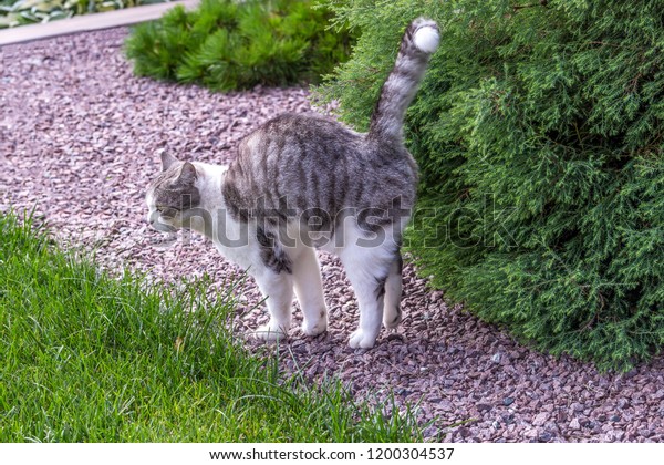 Beautiful white-gray tabby cat\
marking its territory in the garden and spraying pee on\
thuja.Damage and diseases of conifer trees caused by the urine of\
animals.