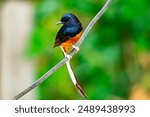 Beautiful White-rumped shama bird perched on an electric wire and looking at the camera.