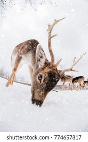 Beautiful White-tailed Deer In Winter.