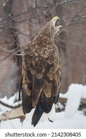 Beautiful white-tailed eagle is sitting on the branch of wood. Gray sea eagle or eurasian sea eagle. Bird of prey. Animals in wildlife.