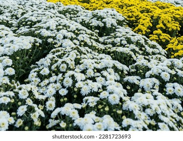 Beautiful white yellow chrysanthemum flowers   Chrysanthemums blossom season  Many Chrysanthemum flowers growing in gardens
