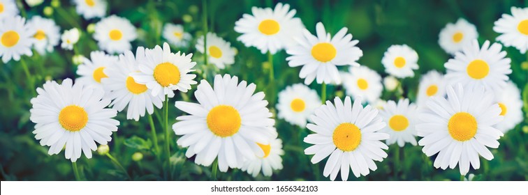 Beautiful Wide Angle Nature Summer Background with chamomile flowers. White Daisy flowers growing on meadow. Panoramic natural floral Wallpaper. Blooming chamomile flowers close up