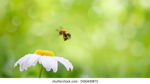 Beautiful Wide Angle Nature summer Background. Bee collects nectar, soft focus. Floral Wallpaper with honeybee flies over daisy flower. Billboard or Web banner With Copy Space