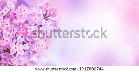 Beautiful Wide Angle soft spring background with lilac flowers. Panoramic pastel floral pink and purple template Web banner. greeting card with Copy Space