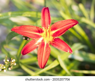 Beautiful Wide Aperture Shots Of Flowers, And Some With Bugs