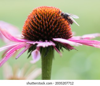 Beautiful Wide Aperture Shots Of Flowers, And Some With Bugs