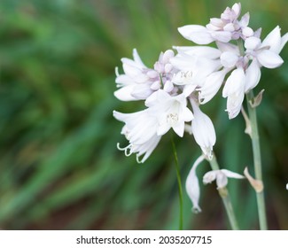 Beautiful Wide Aperture Shots Of Flowers, And Some With Bugs