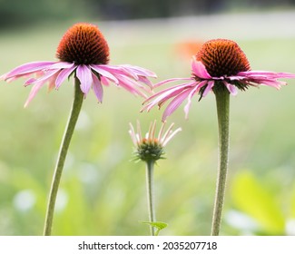 Beautiful Wide Aperture Shots Of Flowers, And Some With Bugs