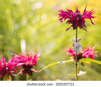 Beautiful Wide Aperture Shots Of Flowers, And Some With Bugs