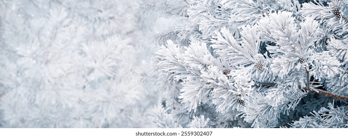 Beautiful Wide Christmas Winter background with spruce tree Snow-covered, close up. Nature Winter Template with copy space for design Web banner. Pine needles with cones in frost in Winter forest - Powered by Shutterstock