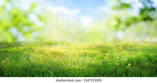 Beautiful wide format image of a pristine forest lawn with fresh grass and yellow dandelions against a defocused background. - Shutterstock ID 2247913203