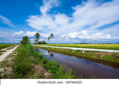 beautiful wide view green paddy field in the morning. blue sky and single tree on the left. water canal for irrigation