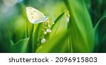 Beautiful wide-format image nature, a butterfly Pieris rapae on green stem of blossoming forest flower lily of valley in bud, macro. Fresh spring morning in nature.