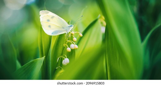 Beautiful wide-format image nature, a butterfly Pieris rapae on green stem of blossoming forest flower lily of valley in bud, macro. Fresh spring morning in nature. - Powered by Shutterstock