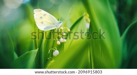 Beautiful wide-format image nature, a butterfly Pieris rapae on green stem of blossoming forest flower lily of valley in bud, macro. Fresh spring morning in nature.