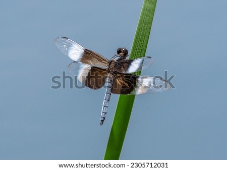 A beautiful Widow Skimmer dragonfly perched on shoreline vegetation near a Front Range of Colorado wetland.